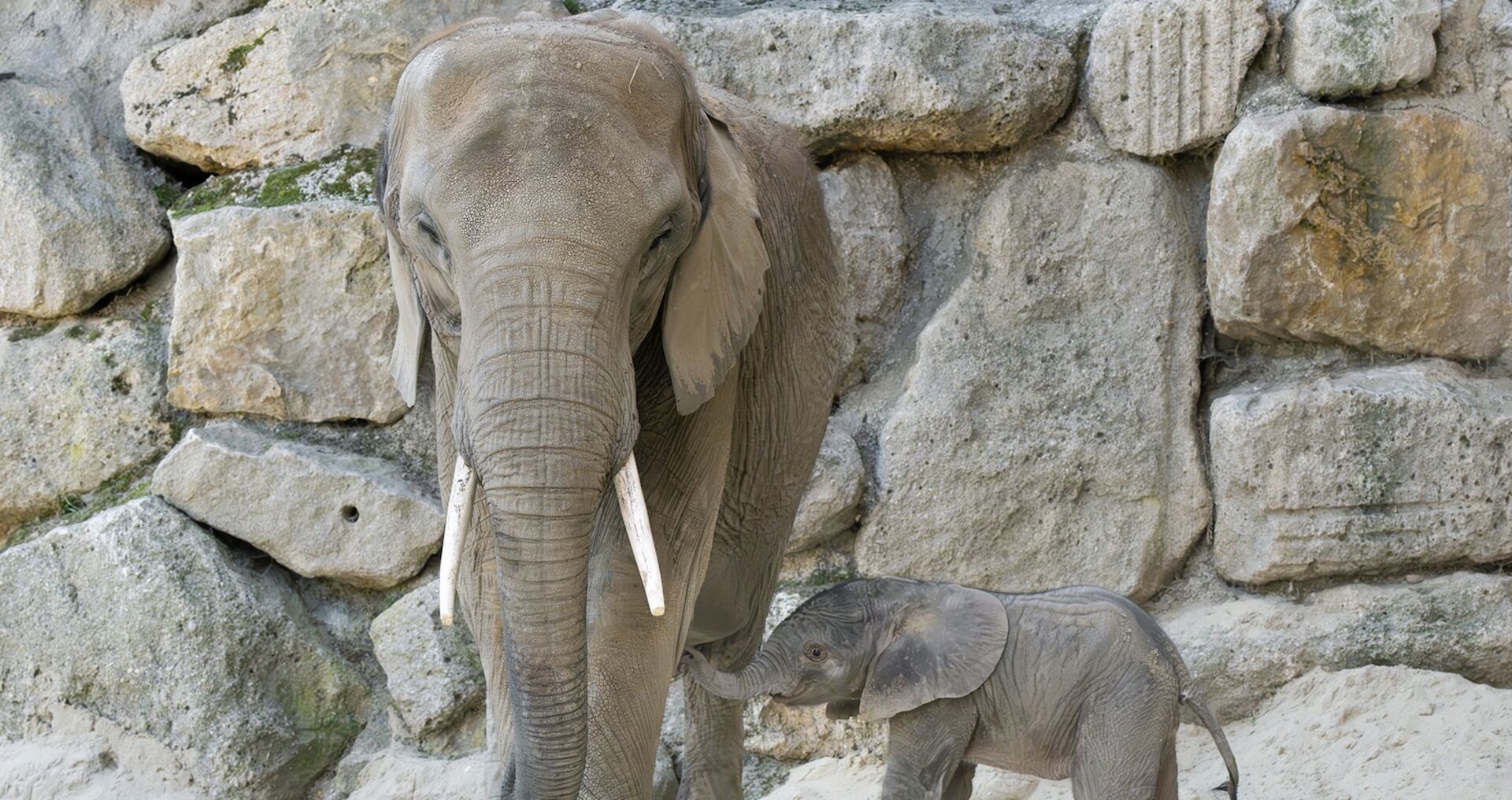 In Schönbrunn kam erstmals seit 20 Jahren ein Elefantenkalb auf natürlichem Weg zur Welt.