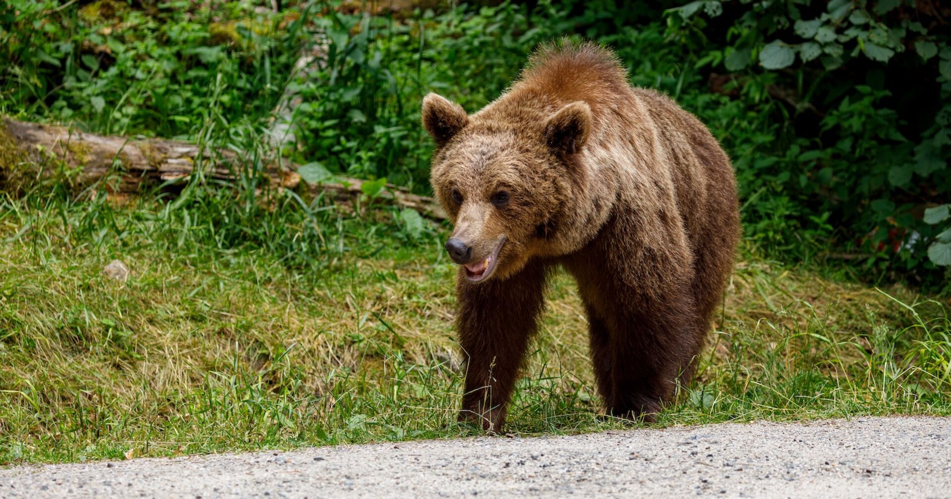 Ein Braunbär auf einem Forstweg im Wald.