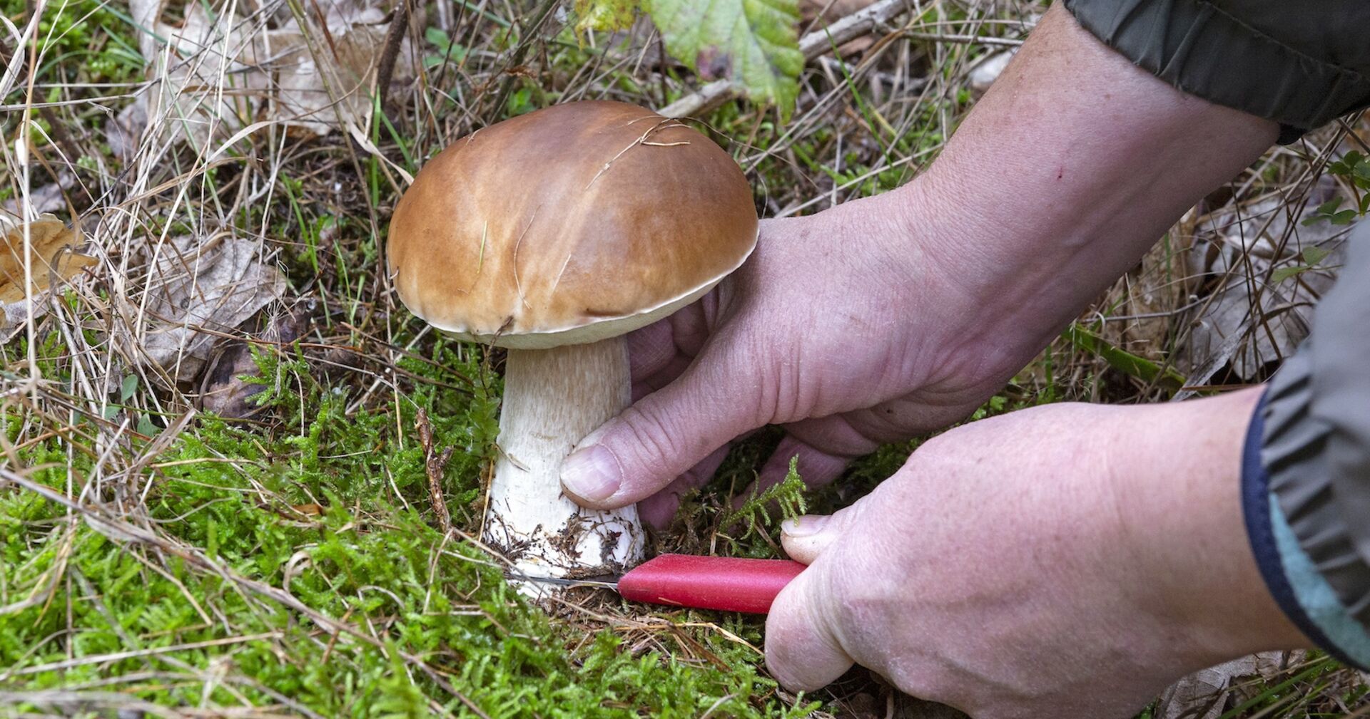 Jemand schneidet einen Herrenpilz ab.