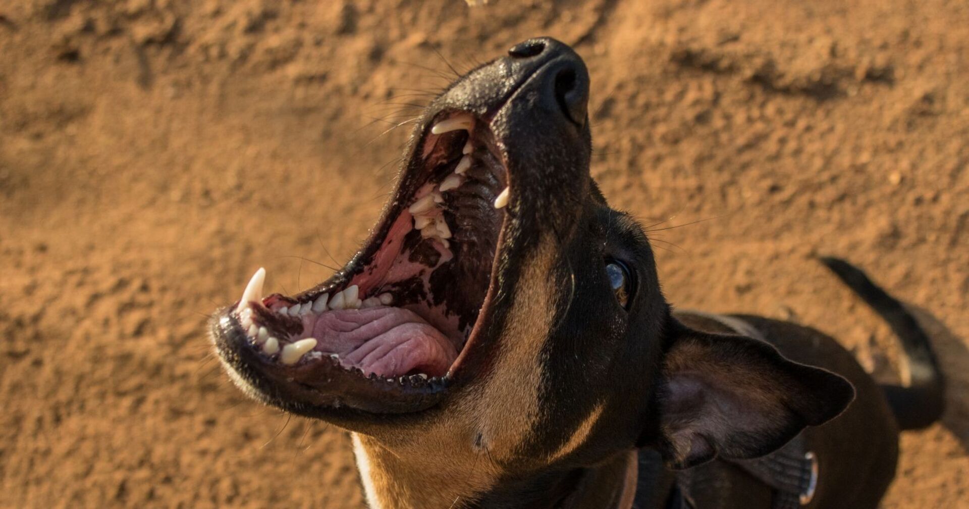 Ein schwarzer Hund mit weit geöffnetem Mund wartet darauf, einen Leckerbissen zu fangen