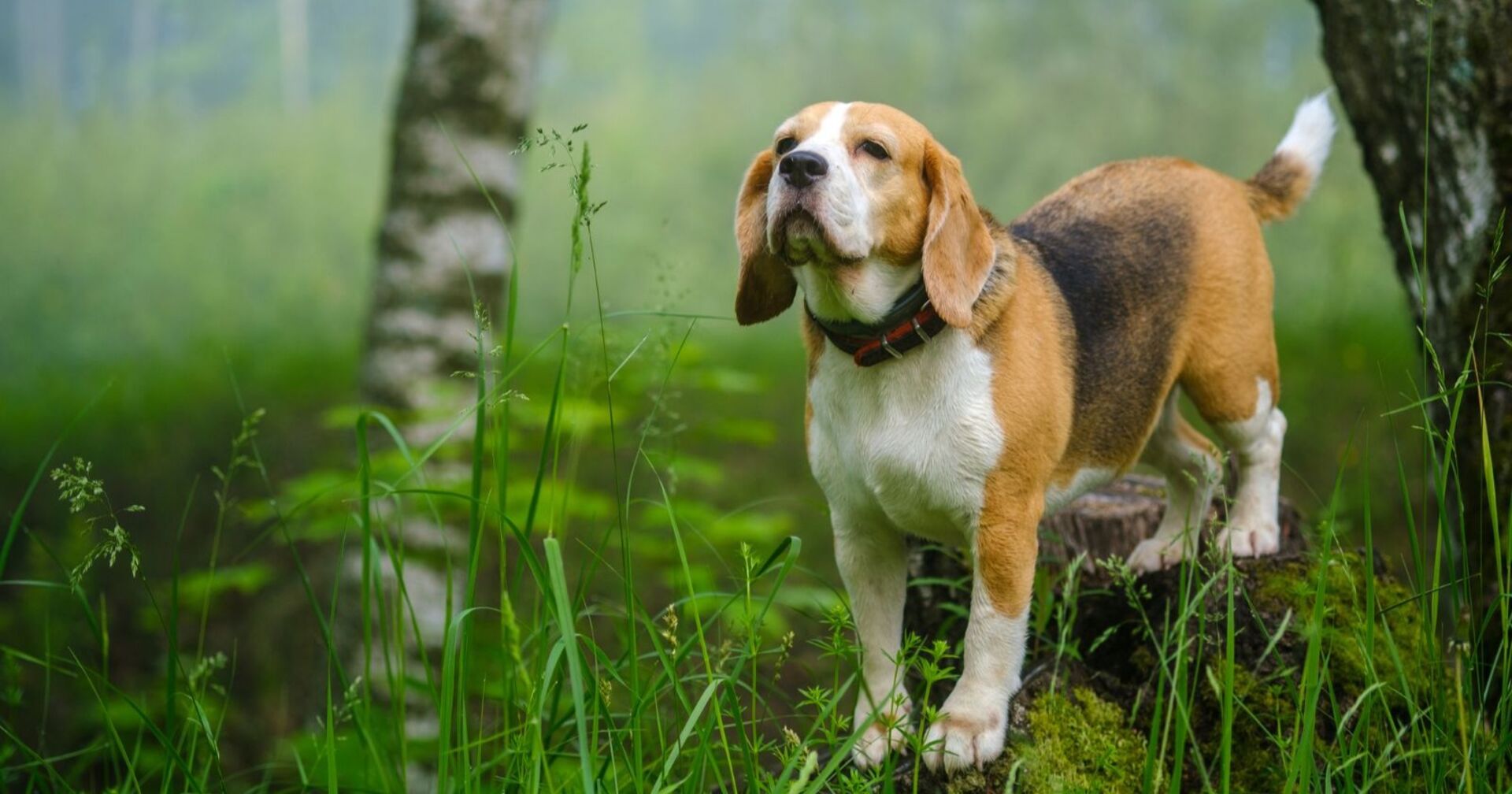 Beagle steht im grünen Wald auf einem Baumstumpf und blickt aufmerksam nach vorn.
