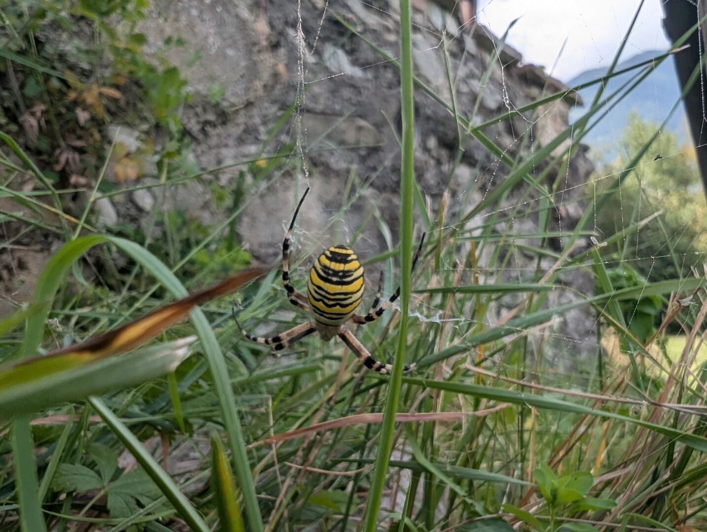 Eine Wespenspinne zwischen Gras.