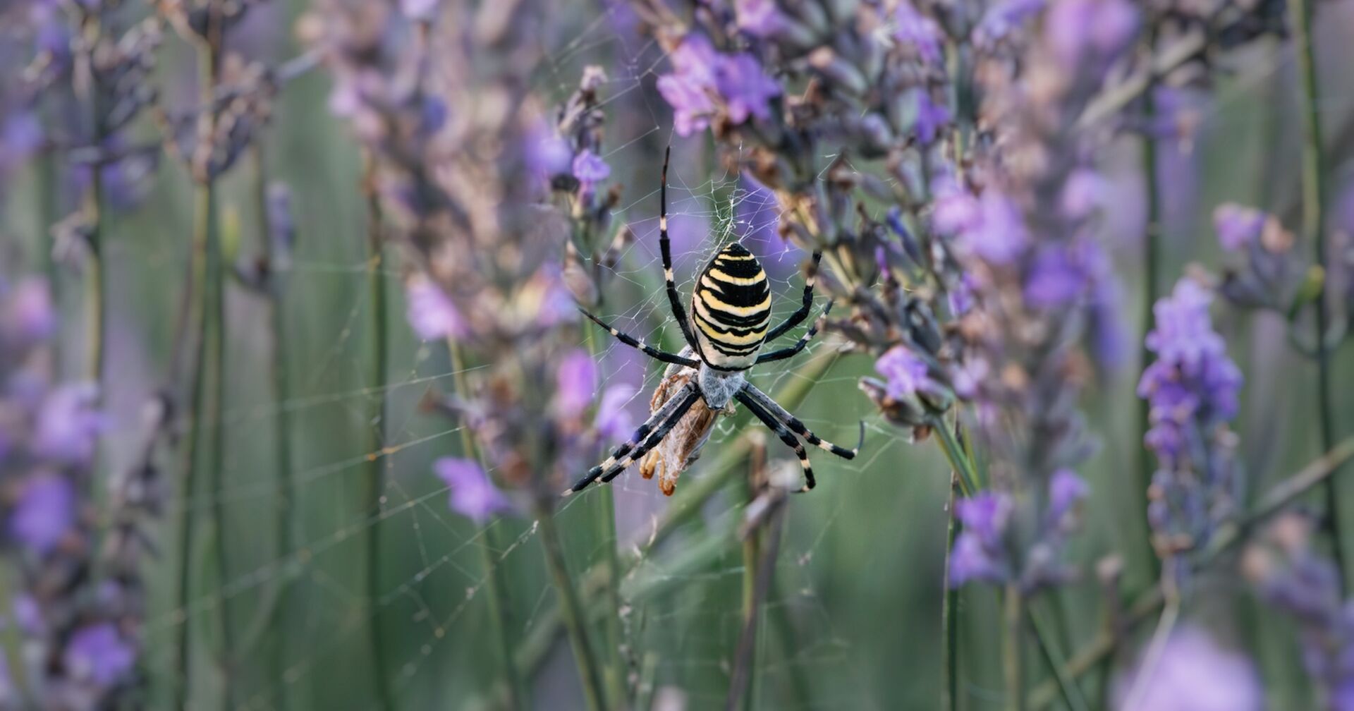 Eine Wespenspinne zwischen lila Blumen.