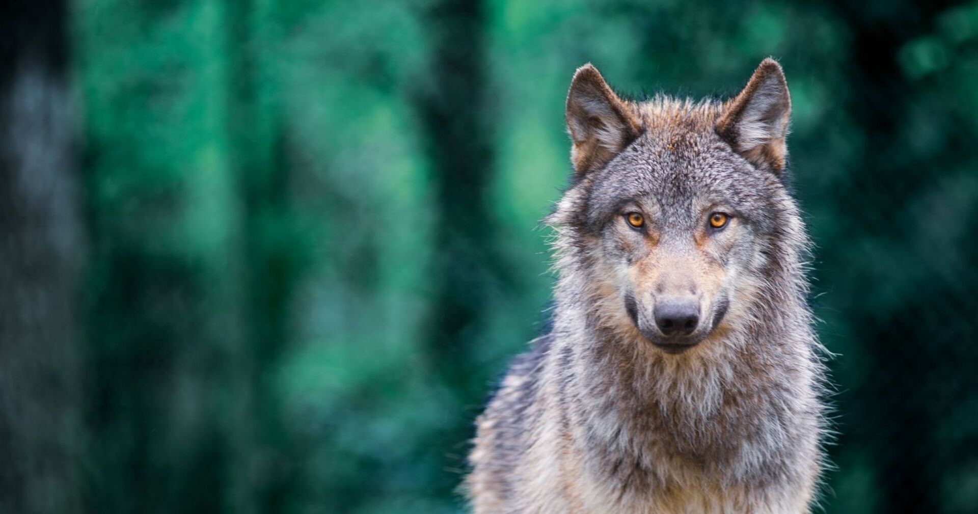 Ein europäischer Wolf mit grauem Fell blickt direkt in die Kamera, im Hintergrund unscharfer Wald.