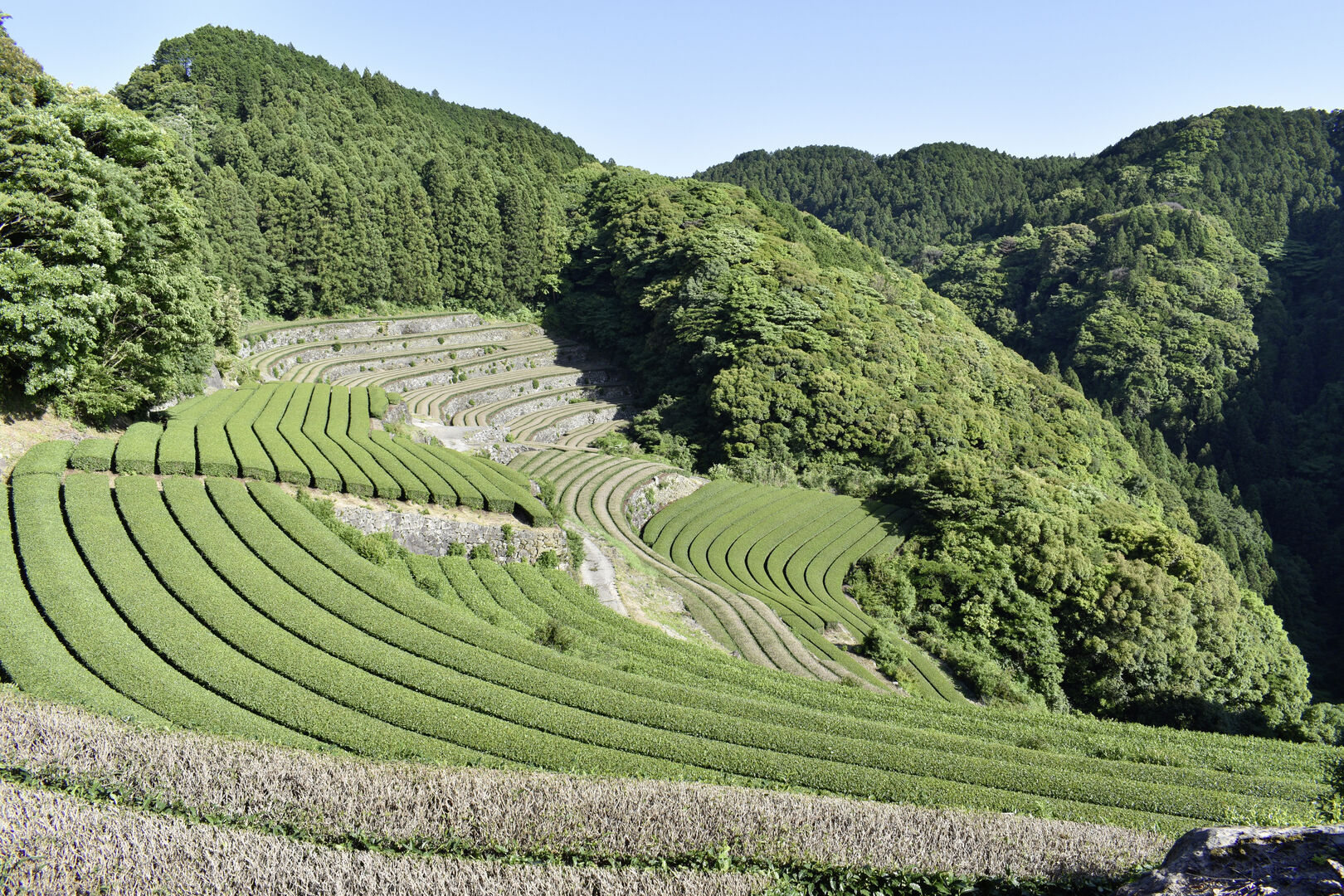 Anbaufelder von Matcha in Japan