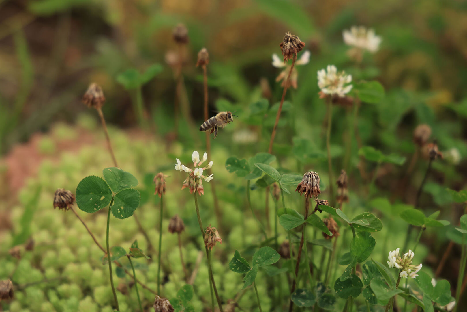 Biene sitzt auf einer Blüte | Credit: RVS