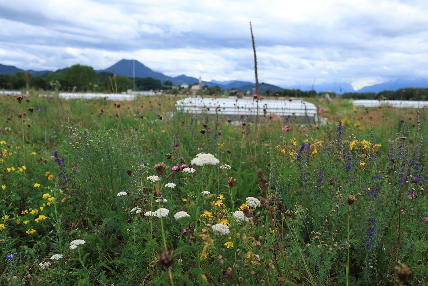 Raiffeisen Lagerhaus mit Wiese | Credit: RVS