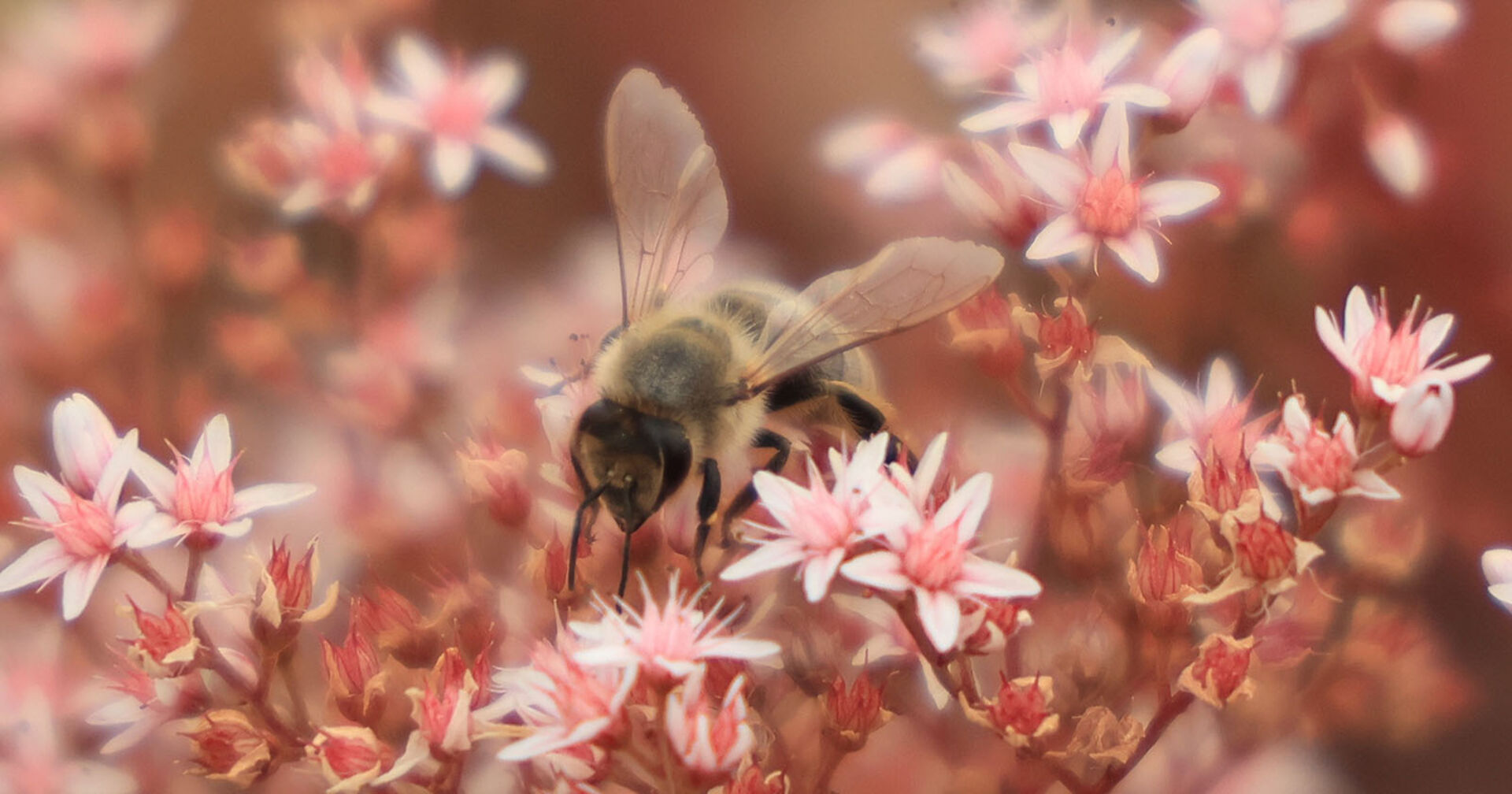 Biene auf einer Blüte | Credit: RVS