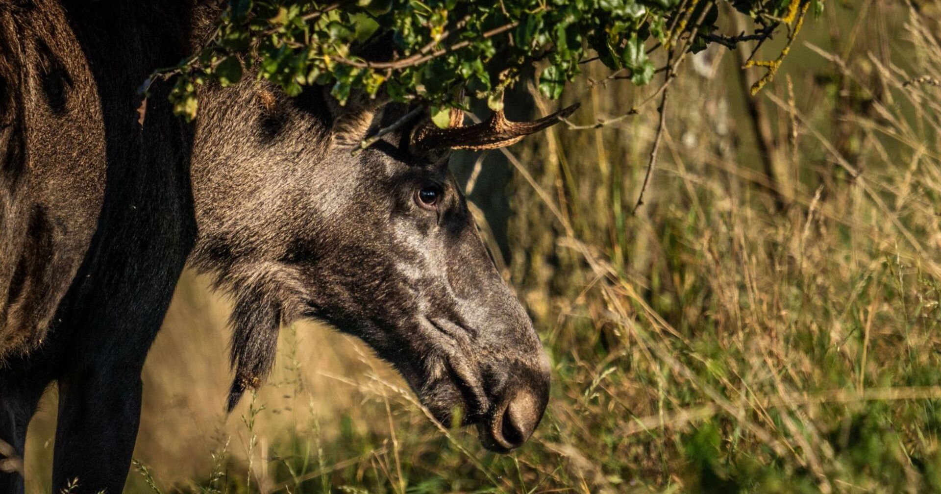Nahaufnahme von Elch Emil im hohen Gras, sein Kopf mit kurzem Geweih ist seitlich zu sehen, teils von Ästen überschattet. Jetzt befindet er sich im Böhmerwald.