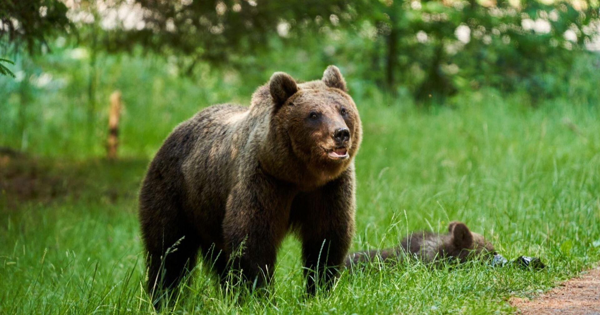 Braunbär im hohen Gras