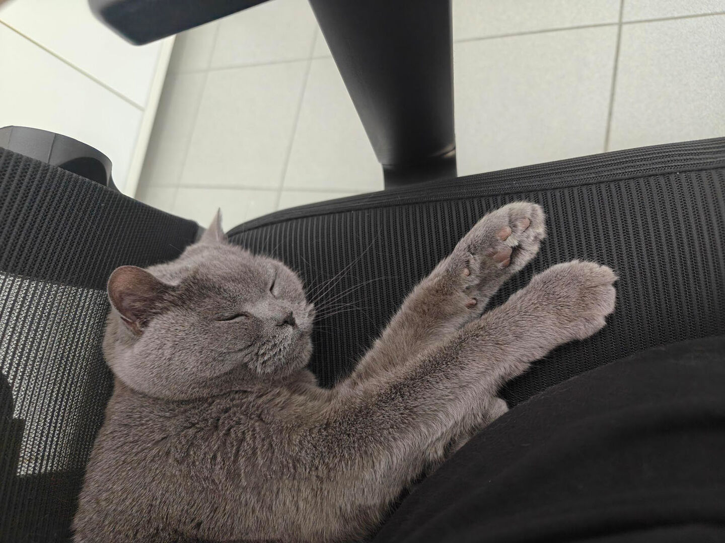 Corona liegt auf einem Bürostuhl | Credit: Lilli Platzer