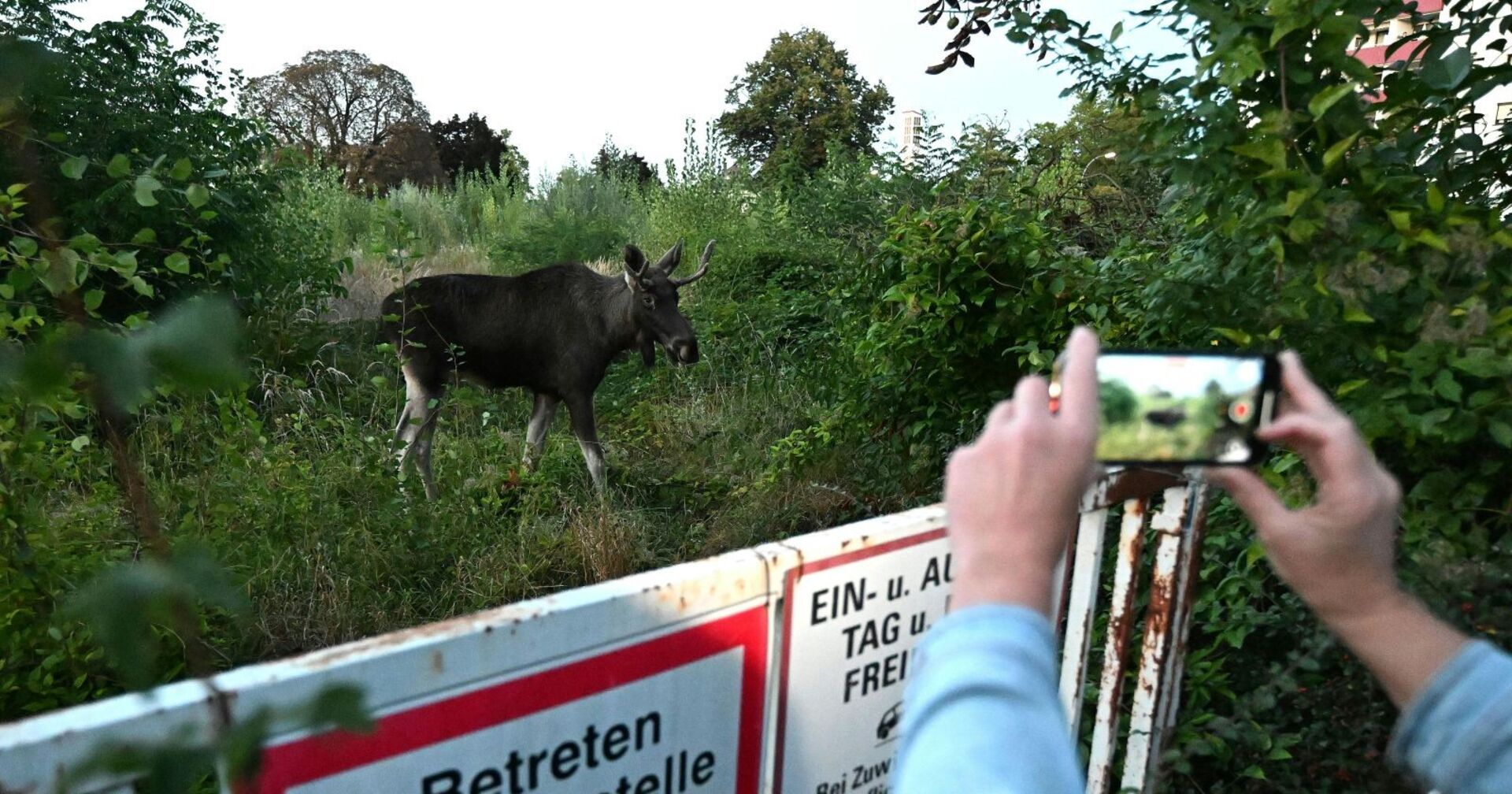 Elch &quot;Emil&quot; aufgenommen am Samstag, 6. September 2025, in St. Pölten. Seit rund zweieinhalb Wochen ist Elch &quot;Emil&quot; als &quot;Wahl-Niederösterreicher&quot; im Bundesland unterwegs. Auch den Weg in die Landeshauptstadt hat er entdeckt. Nachdem er sich in den vergangenen Tagen an St. Pölten herangepirscht hatte, streifte er zuletzt dort umher