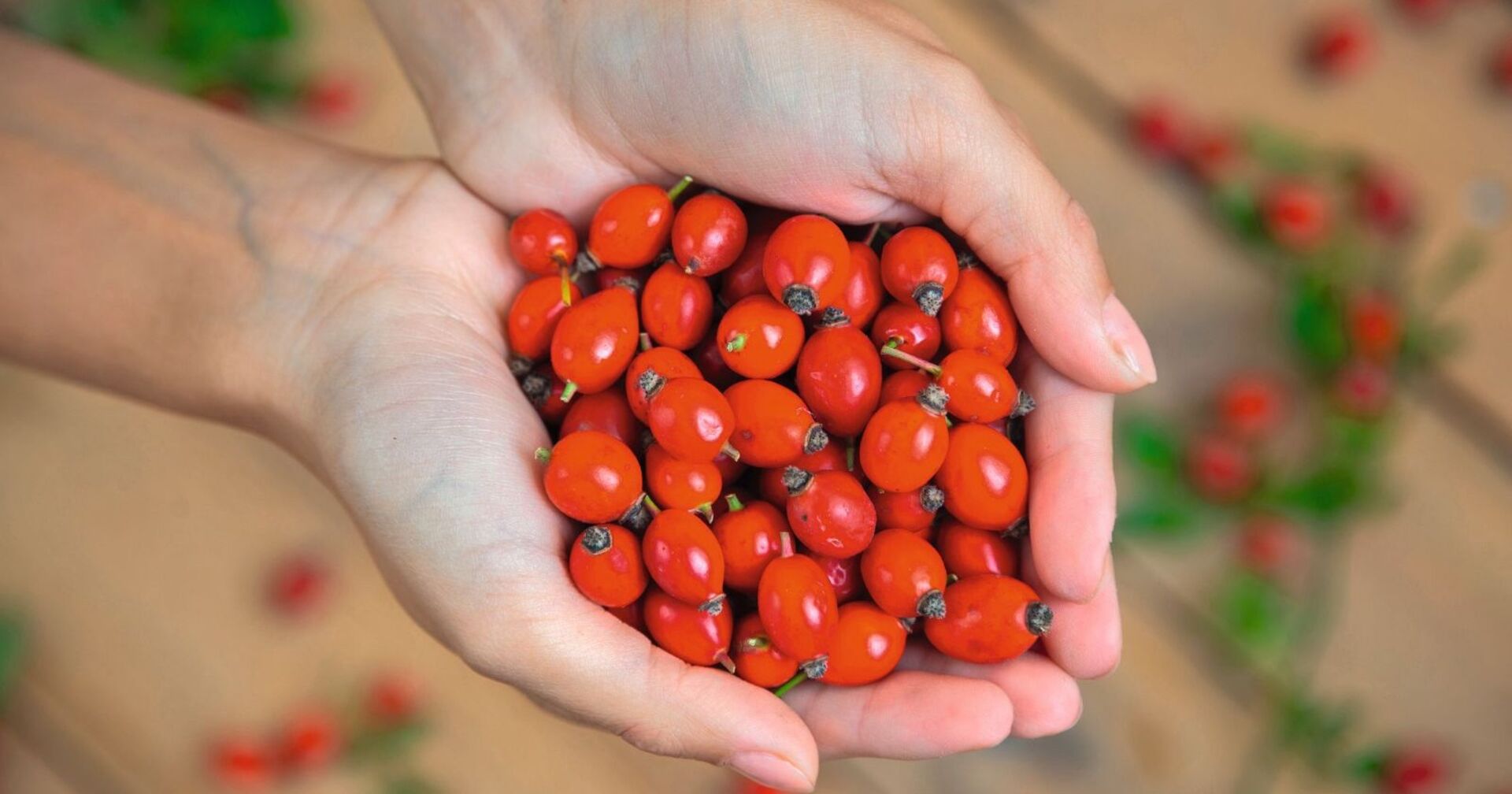 Zwei Hände formen eine Schüssel. Diese ist gefüllt mit roten Hagebutten.