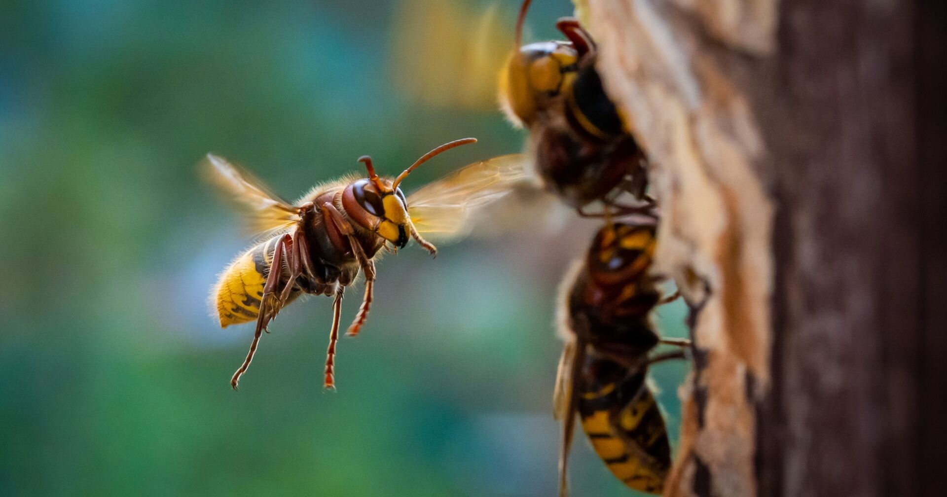 Eine Hornisse im Flug.