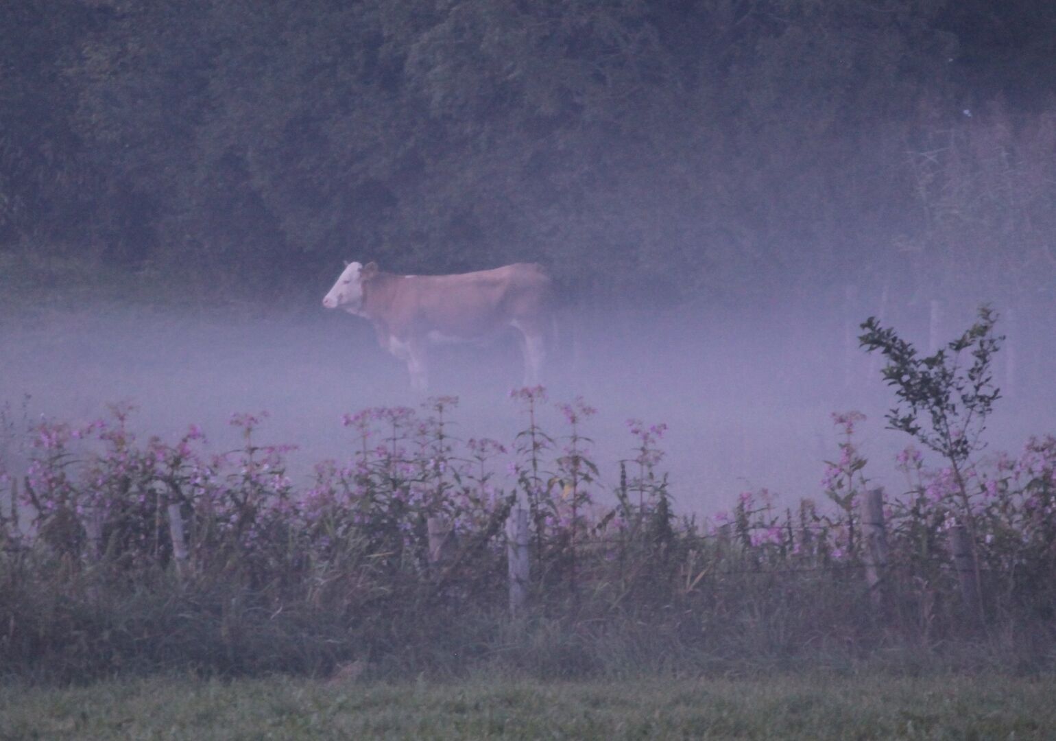 Kuh Yvonne auf einer Wiese im Nebel.