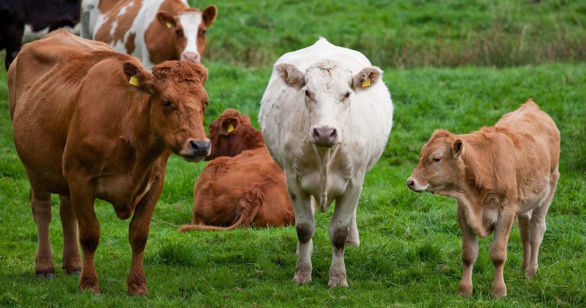 Mutterkühe mit ihren Kälbern.