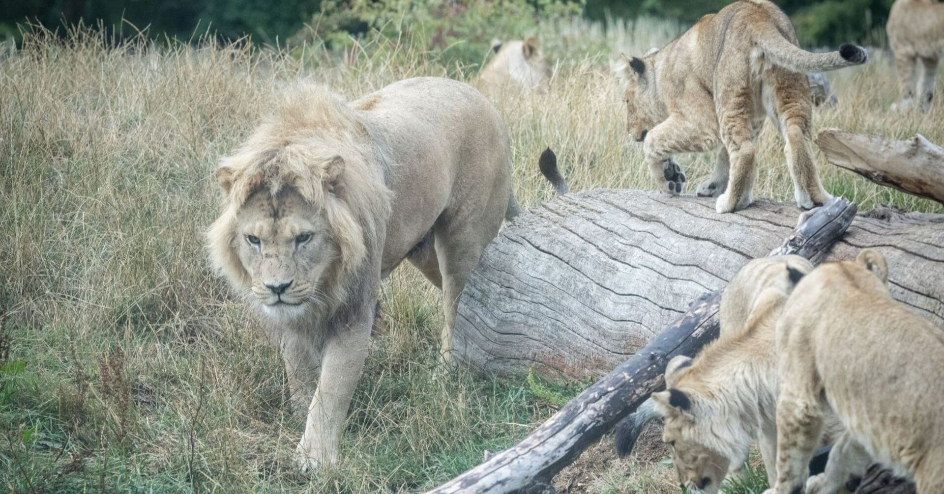 Mehrere Löwen, darunter ein ausgewachsener Männchen und Jungtiere, bewegen sich in einem grasbewachsenen Gehege mit Baumstämmen.