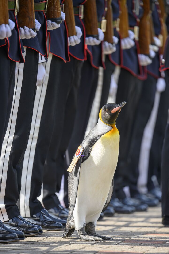 Sir Nils Olav mit Soldaten.
