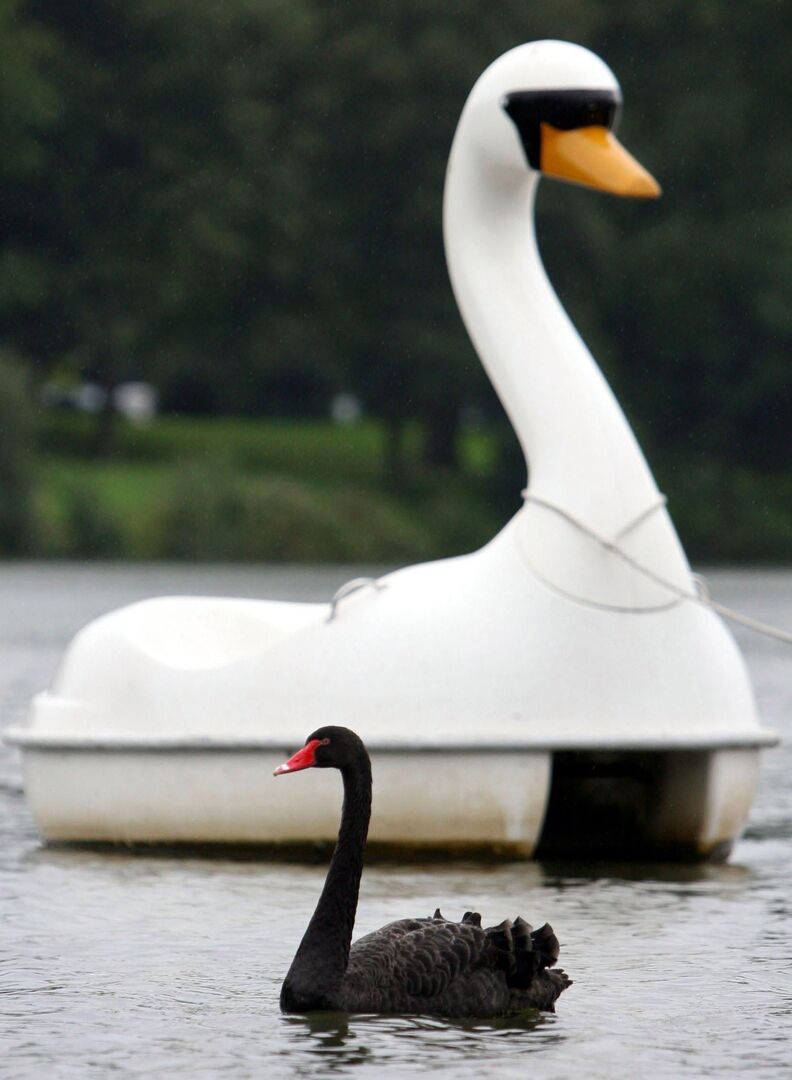 Schwan Petra mit ihrem Tretboot.