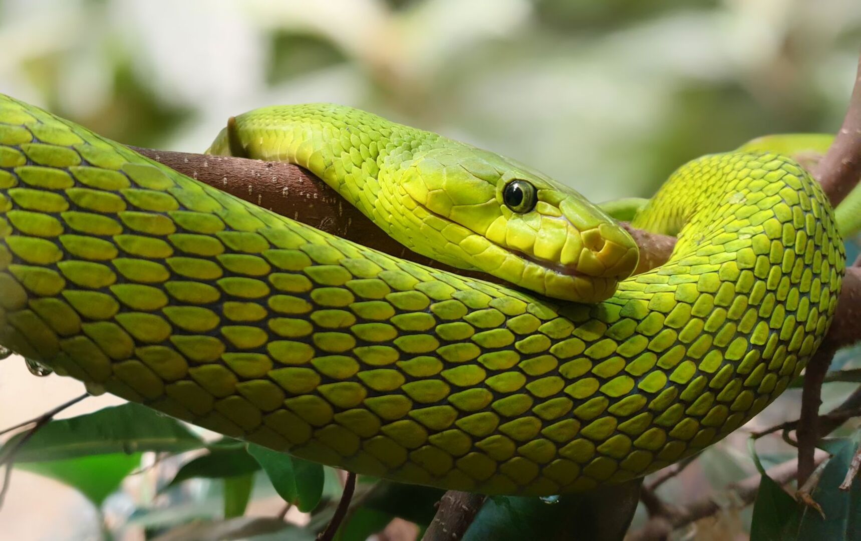 Grüne Mamba (Dendroaspis angusticeps) um einen Ast geschlängelt