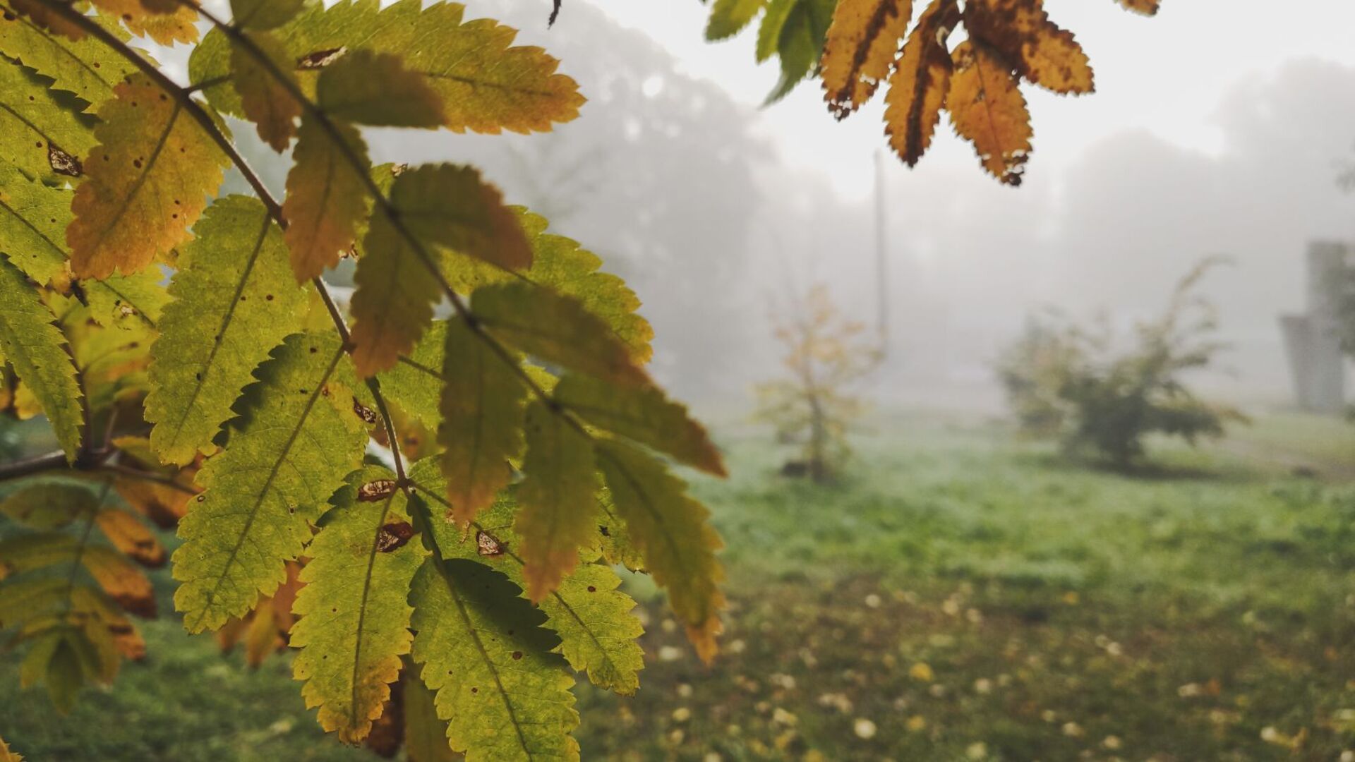Herbstliche Stimmung mit Nebel.