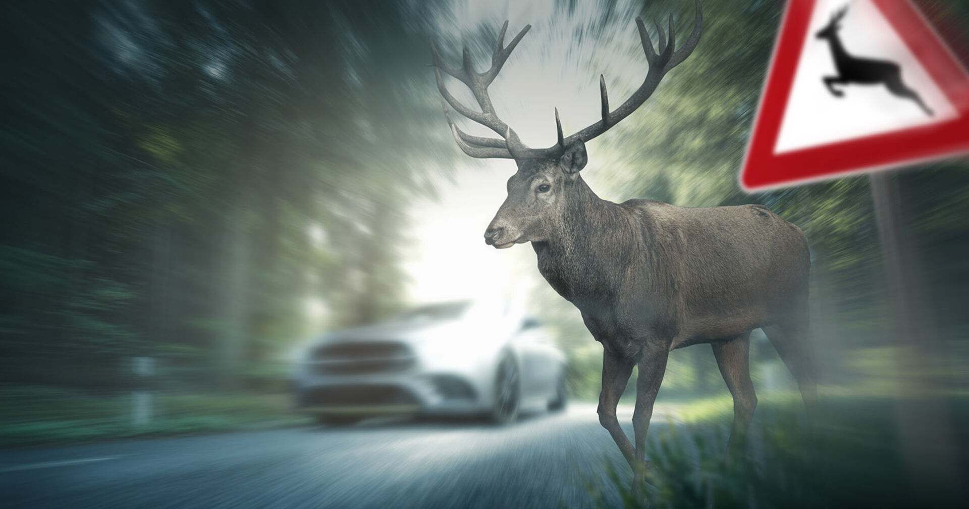 Hirsch auf der Fahrbahn | Credit: iStock.com/Marcus Millo