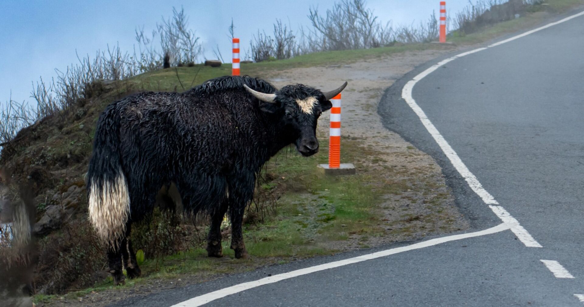 Ein Yak steht dicht neben einer Bergstraße, im Hintergrund Warnpfeiler und ein Abhang.