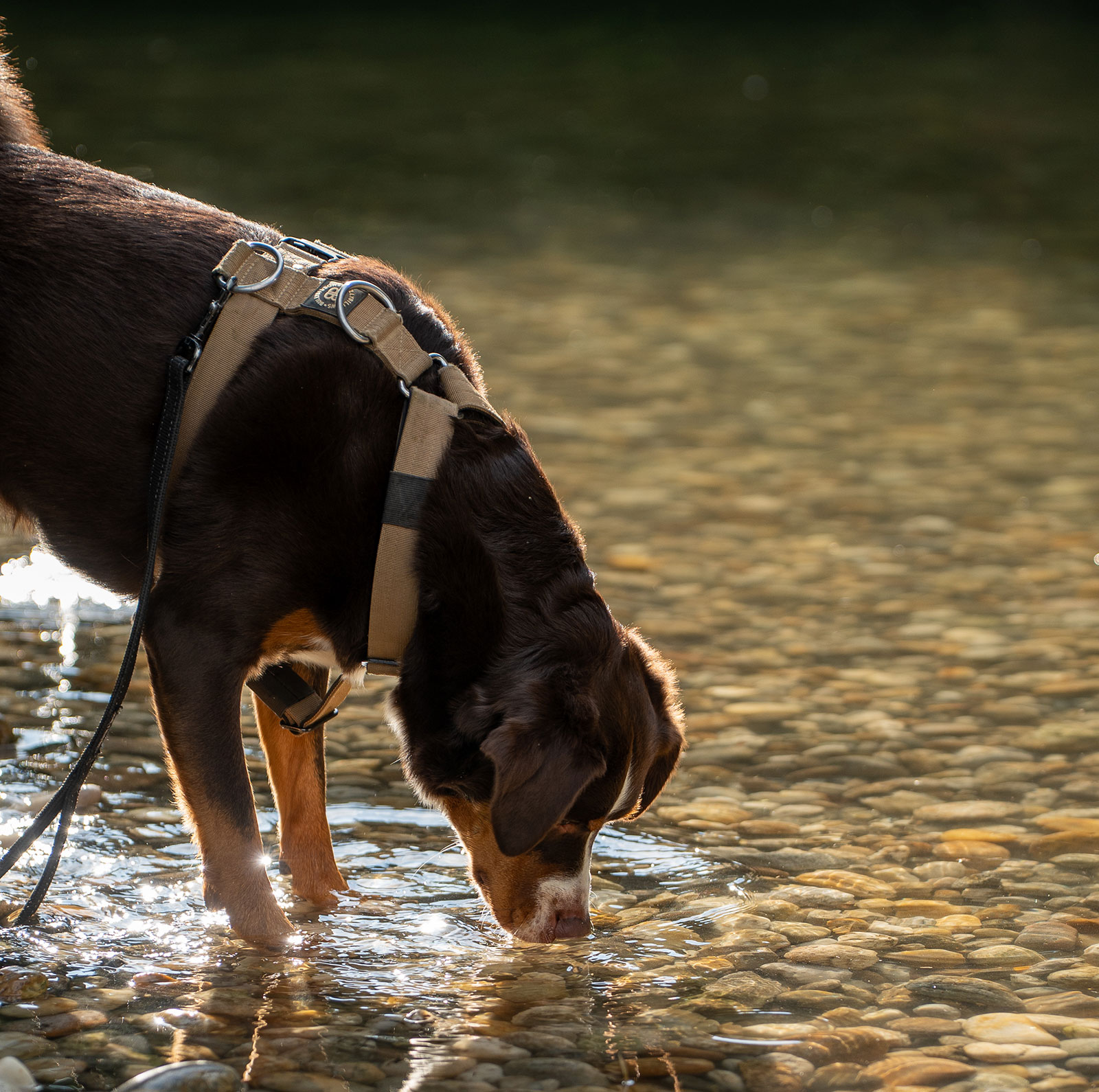 Hund am Ufer eines Sees | Credit: Hundeschule Donaustadt
