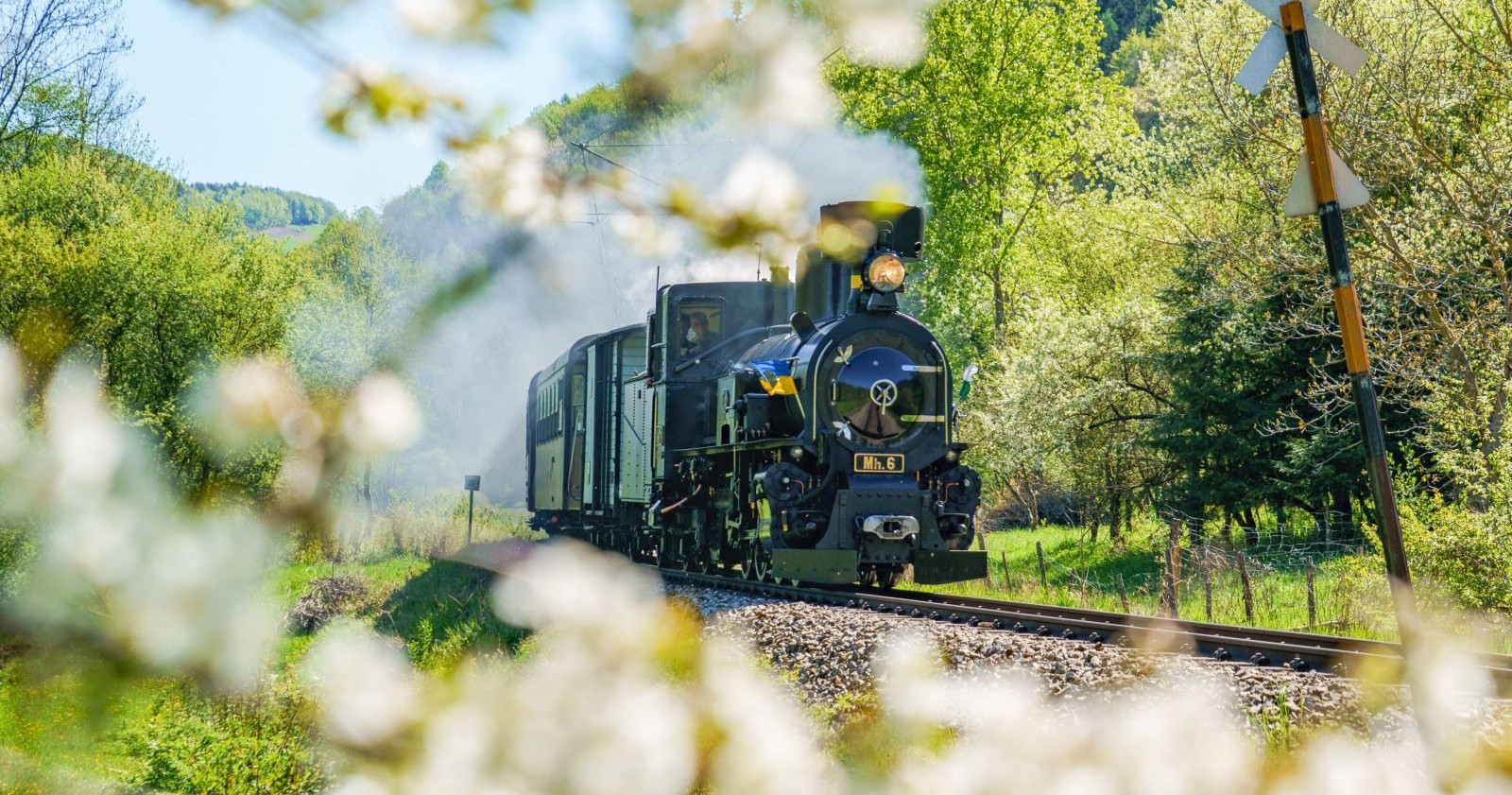 Dampflok der Mariazellerbahn fährt durch grüne Landschaft mit blühenden Bäumen im Pielachtal in Niederösterreich.