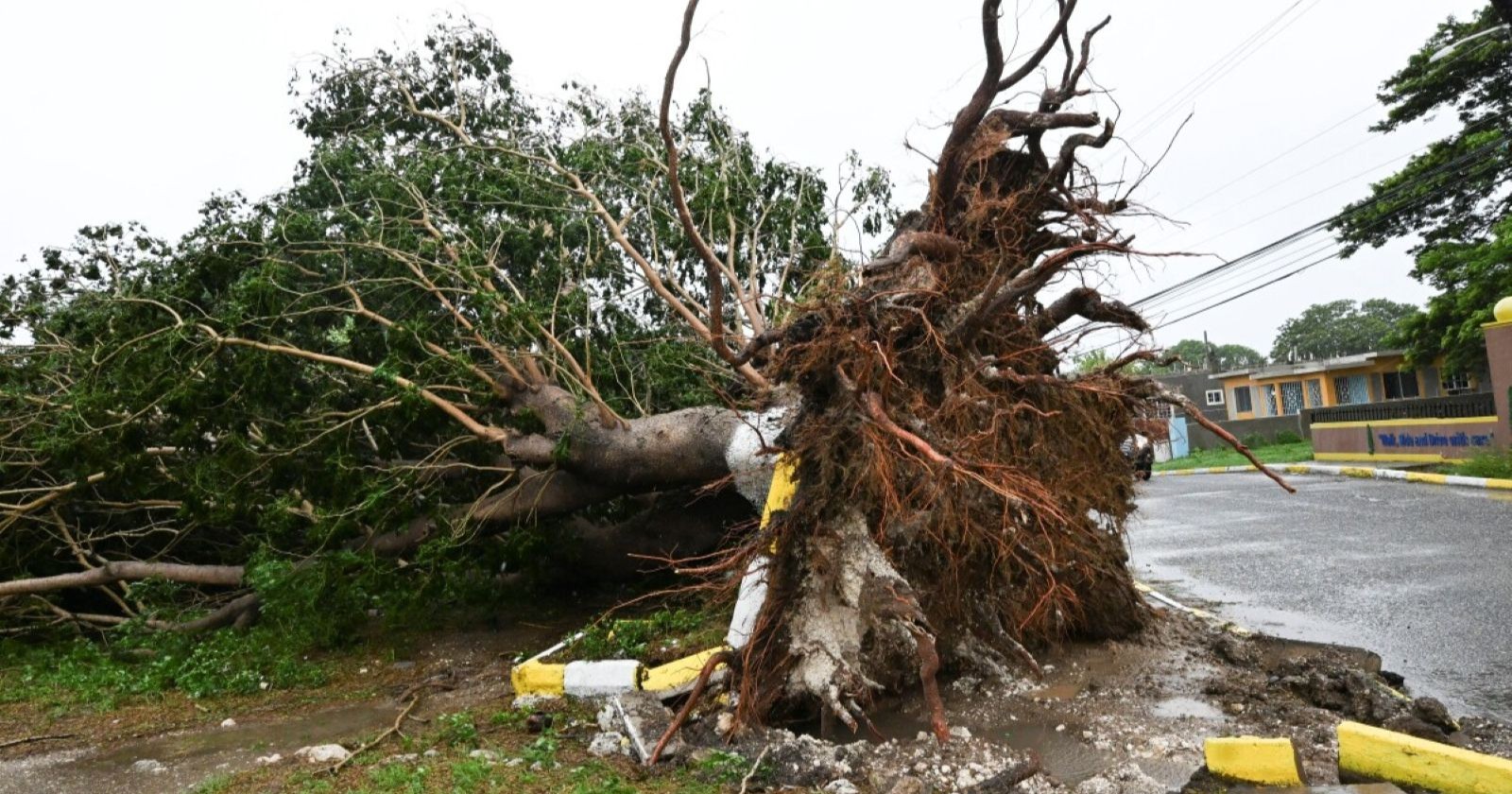 Umgestürzter, entwurzelter Baum liegt quer über einer Straße nach einem Hurrikan; Wurzeln und Asphalt sind stark beschädigt.