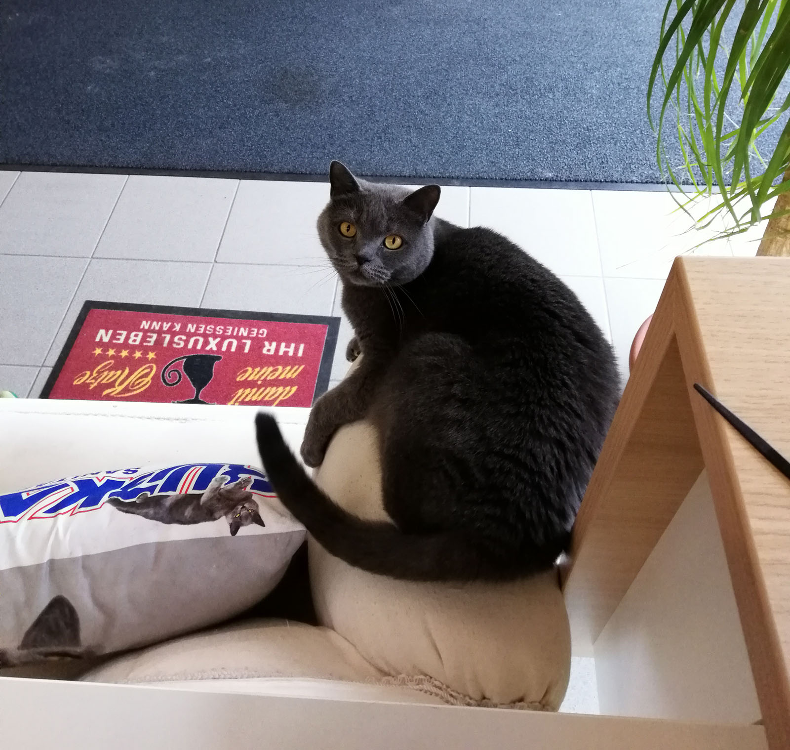 Corona sitzt auf der Couch | Credit: Lilli Platzer