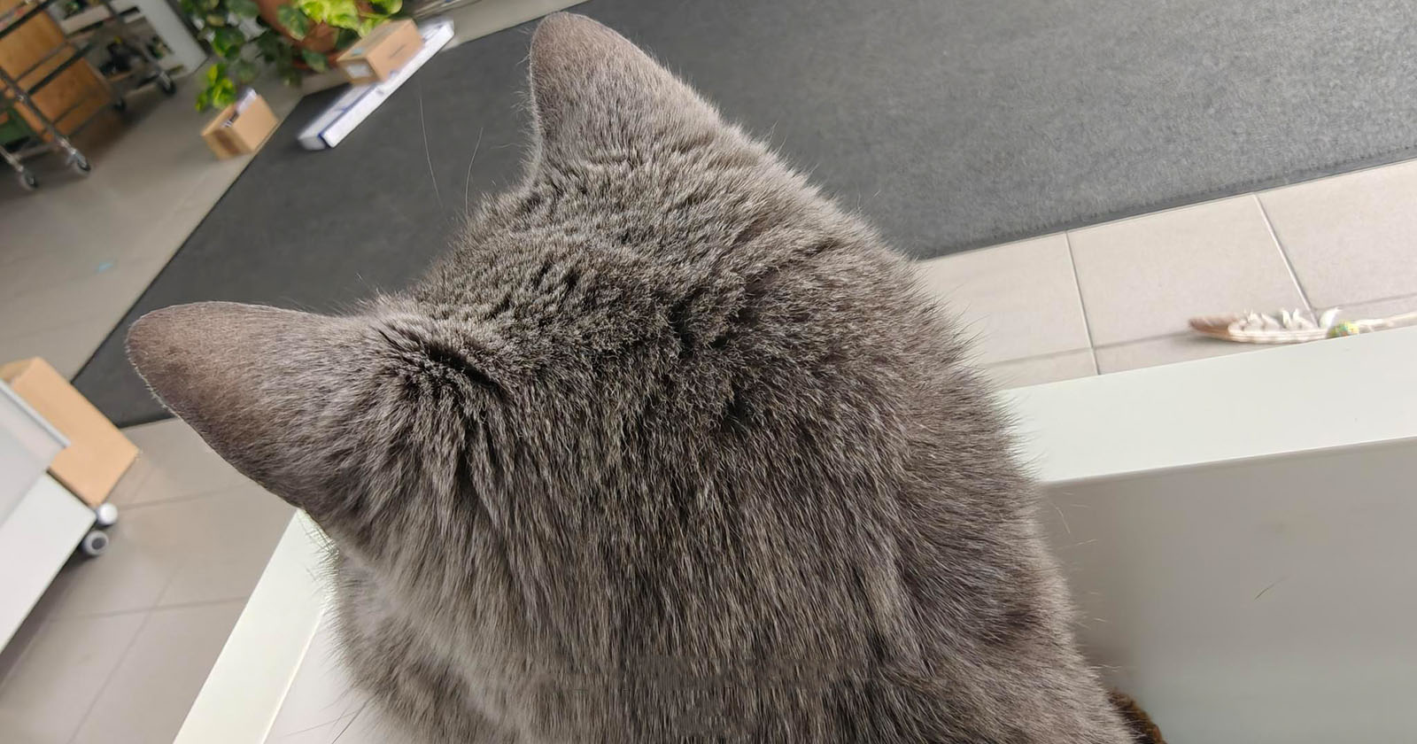 Ohren von Corona | Credit: Lilli Platzer