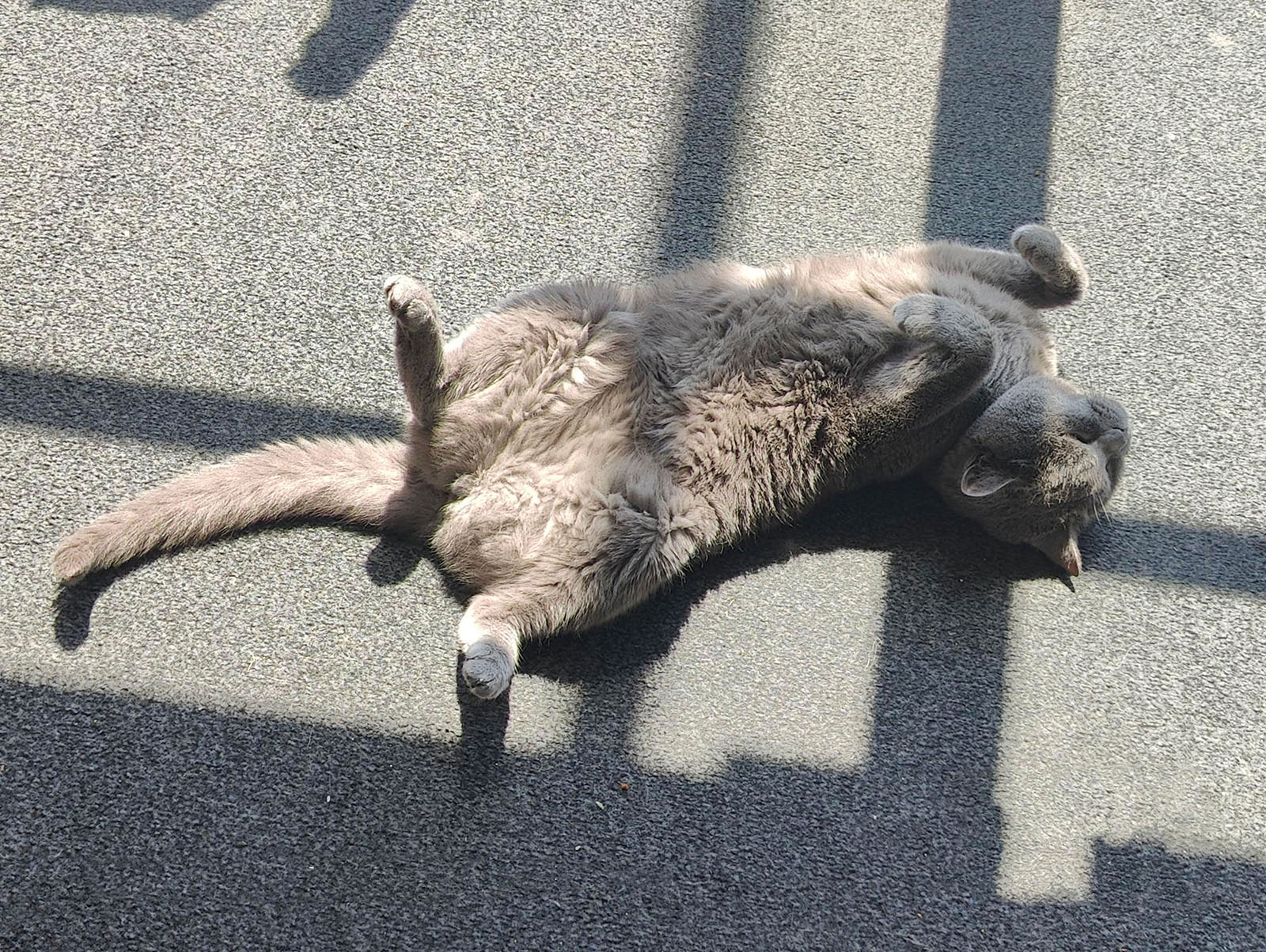 Corona liegt ausgestreckt am Boden | Credit: Lilli Platzer