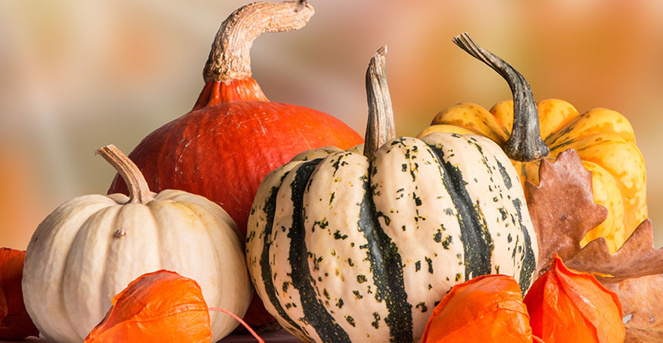Wolfgang Nittnaus aus Gols gewann die EM der Riesenkürbisse in Ludwigsburg.