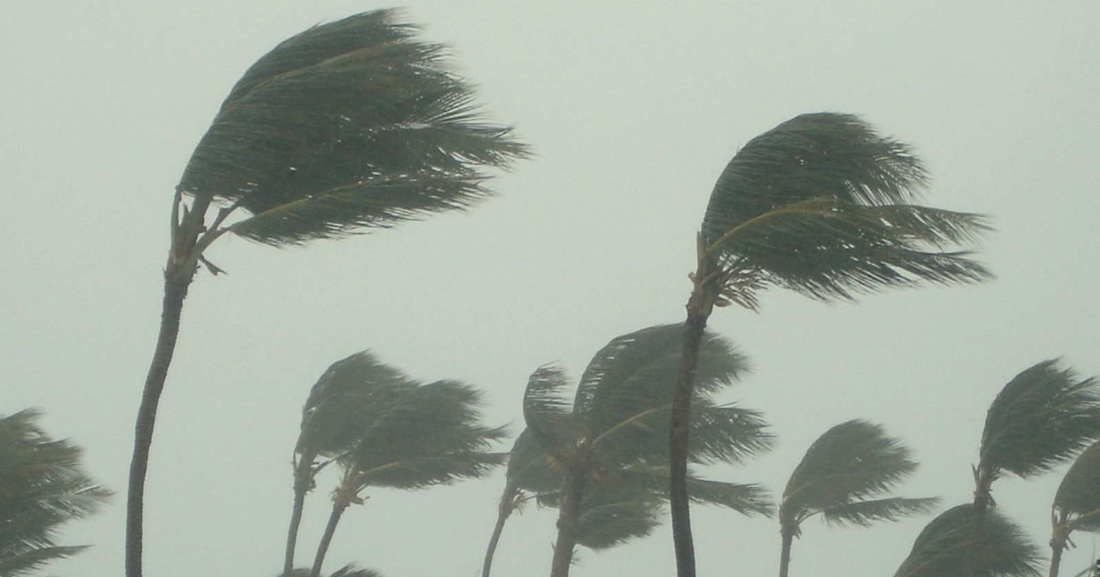Palmen, die durch einen Tropensturm gebogen werden