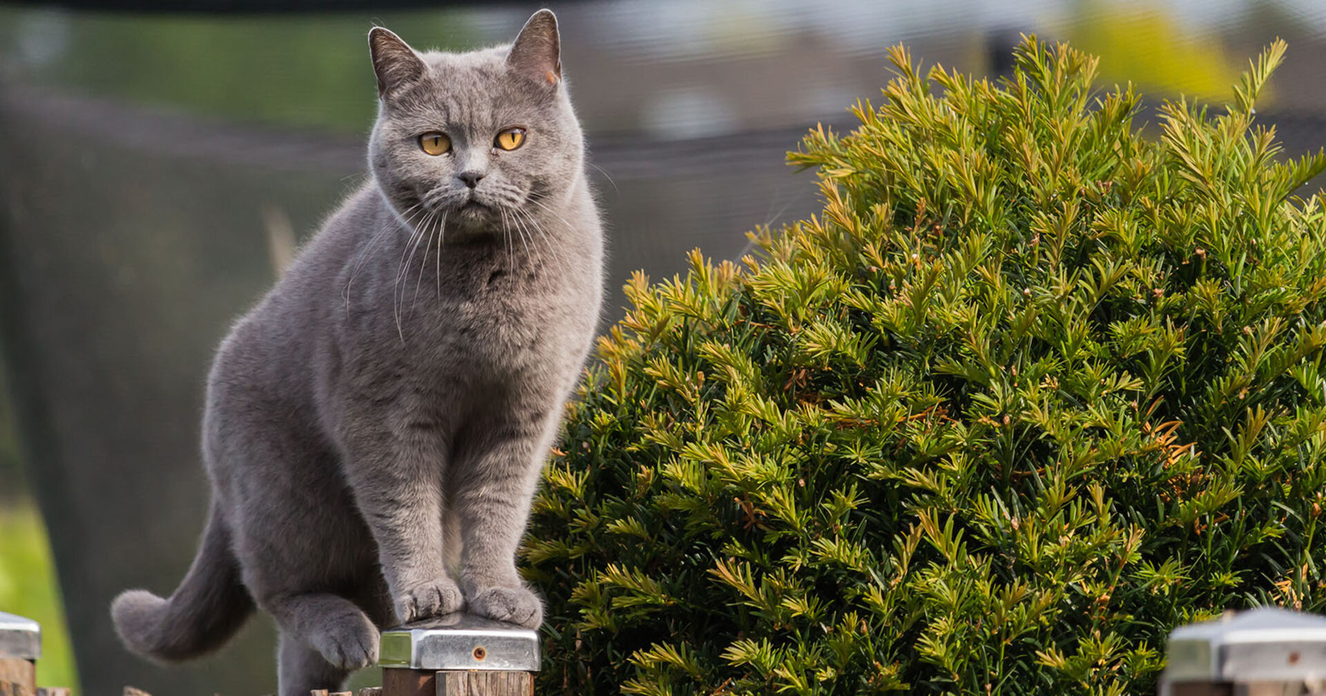 Katze balanciert auf Holzbalken | Credit: iStock.com/philmillster