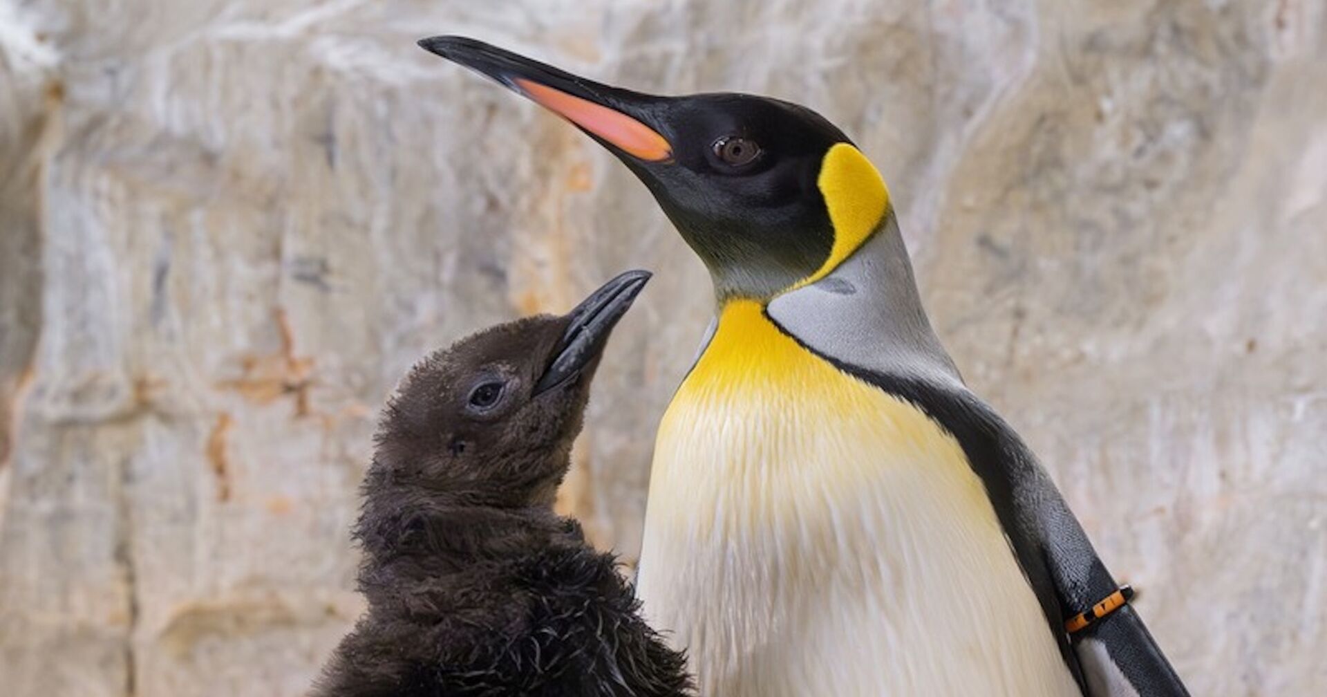 Pinguin und Pinguinjunges