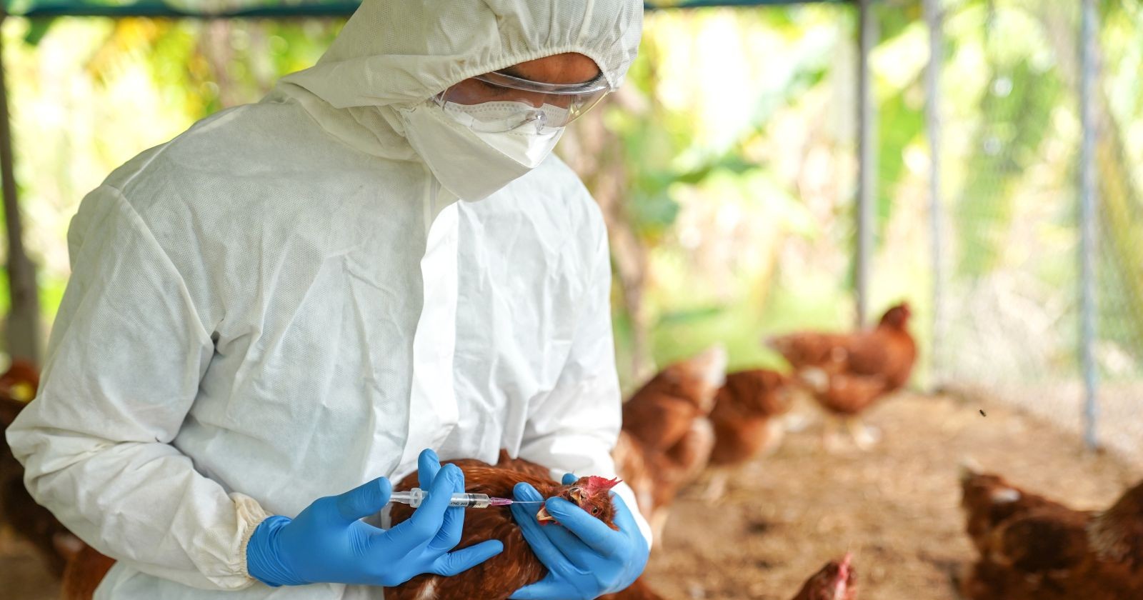 Ein Mann in Schutzkleidung impft ein Huhn gegen die auch in Österreich zunehmende Vogelgrippe.