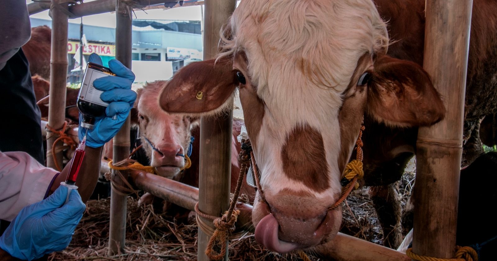 Krankes Rind, welches geimpft und behandelt wird