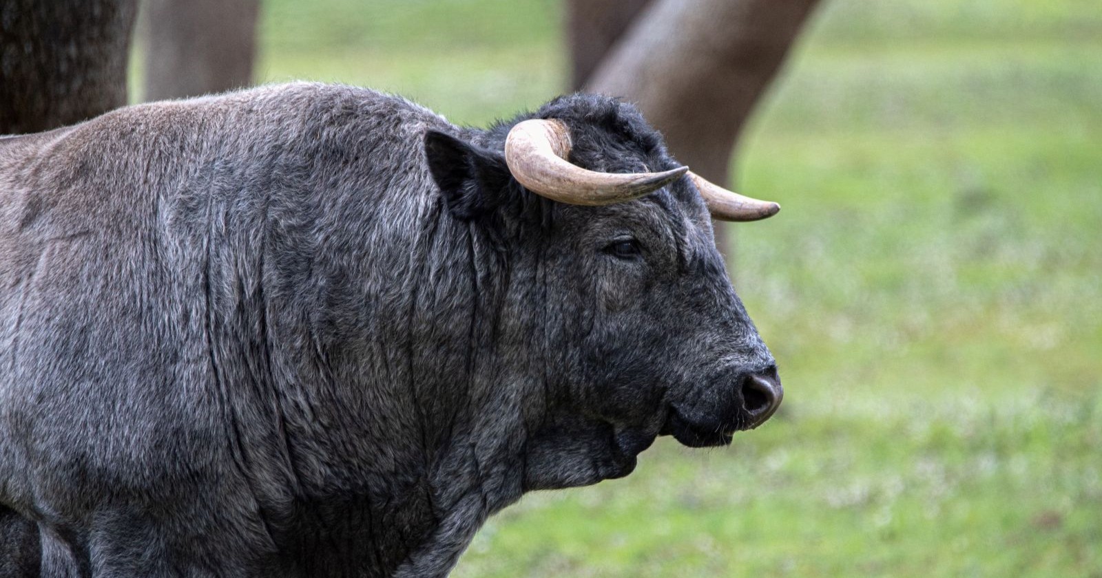 Ein Stier  auf der Wiese