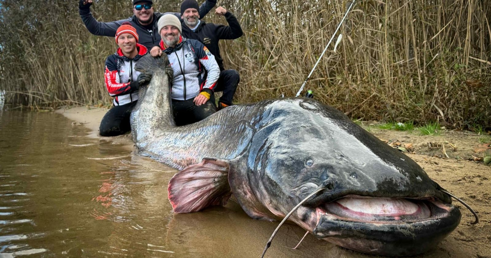 Vier Angler knien am Seeufer hinter einem riesigen, fast drei Meter langen Wels, der im flachen Wasser liegt.