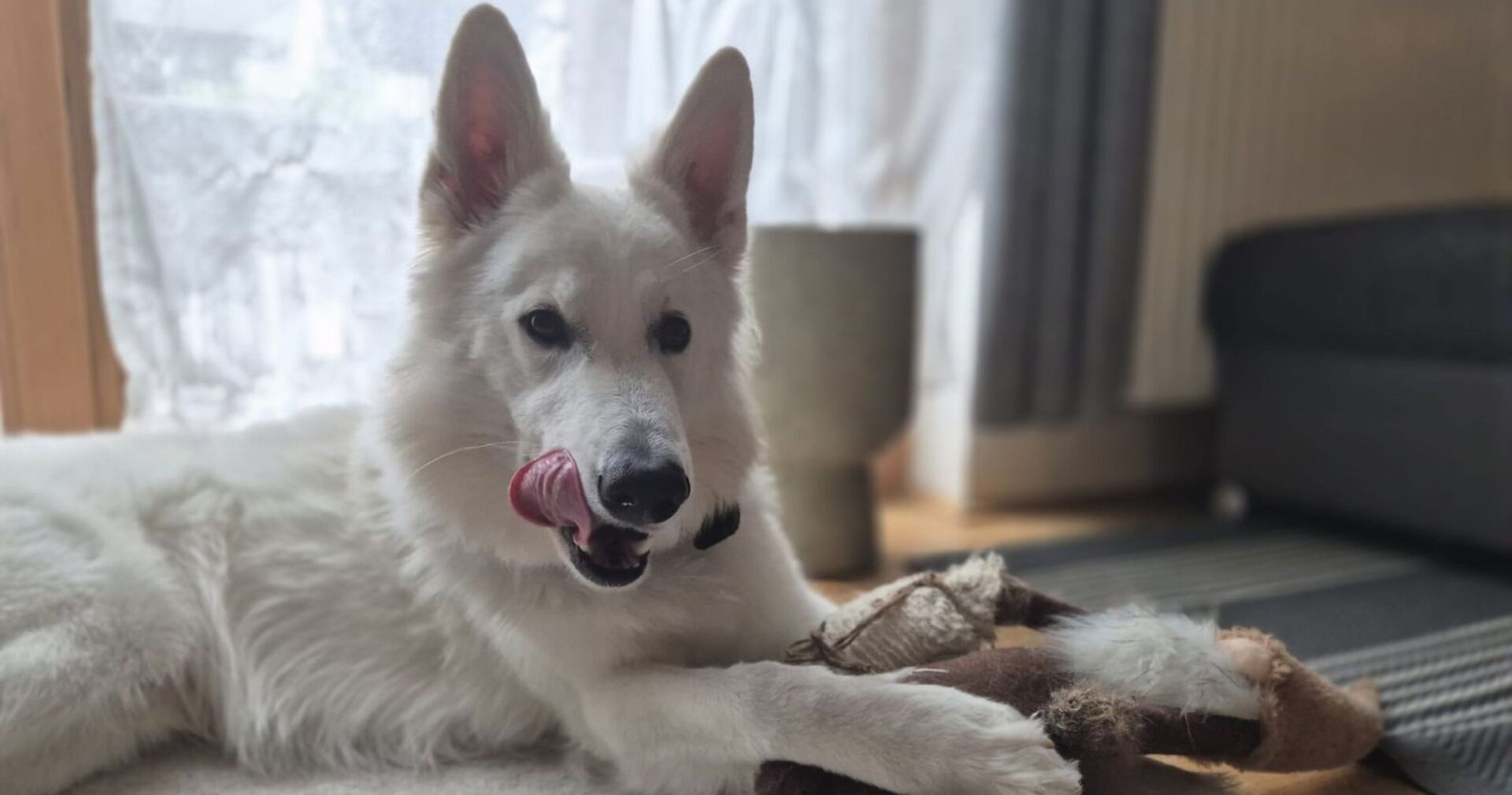 Ansicht eines lächelnden Schweizer Schäferhundes