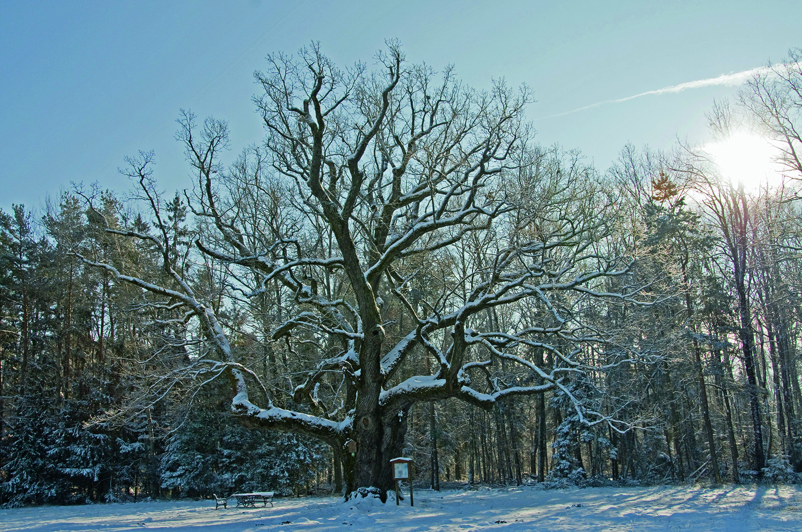 Eiche in Bad Blumau | Credit: Kurkommission Bad Blumau © C. Thomaser