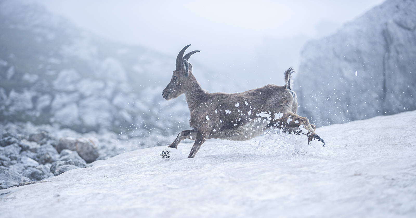 Wildtier im Schnee | Credit: Christoph Burgstaller