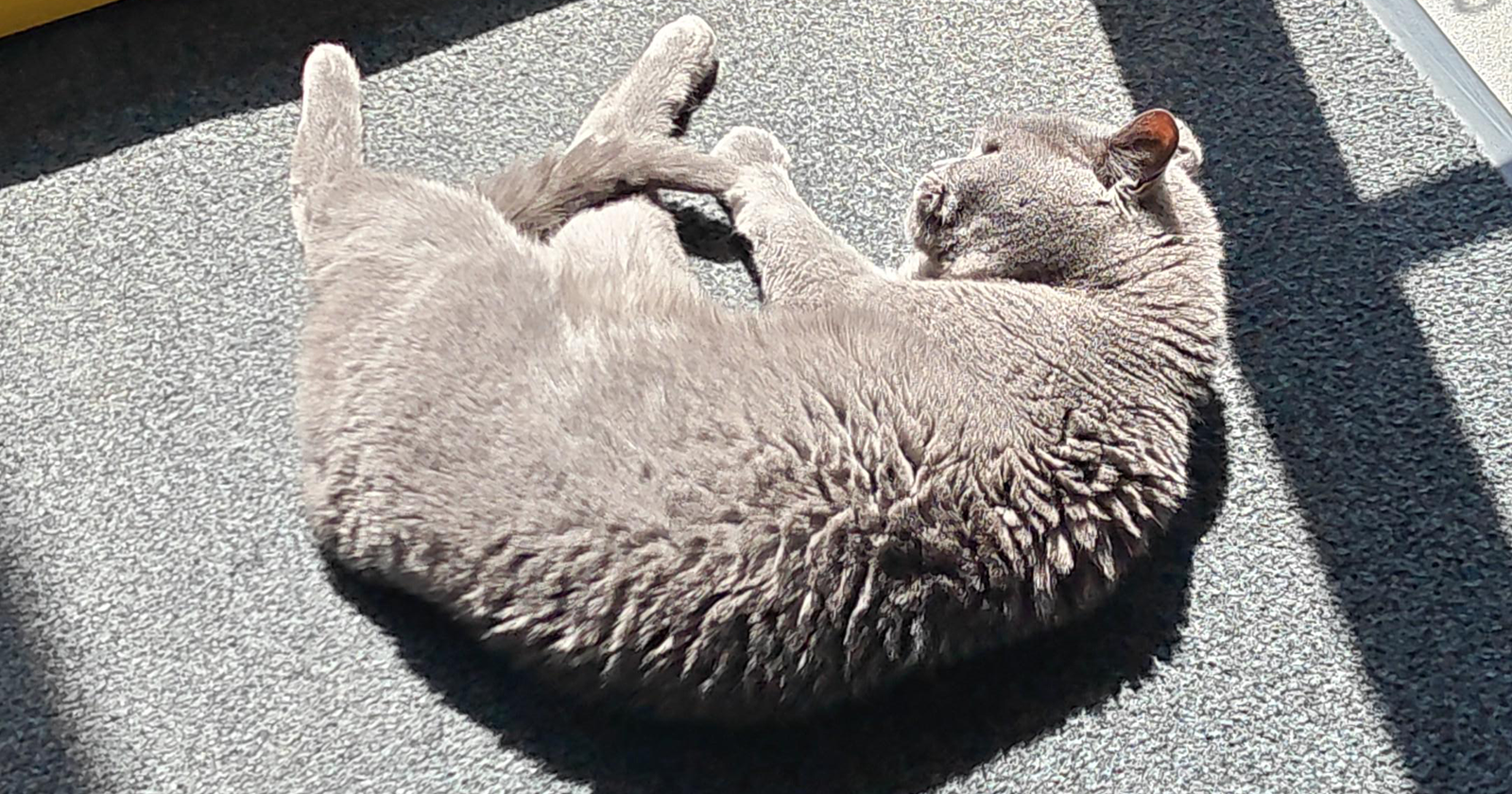 Corona liegt in der Sonne | Credit: Lilli Platzer