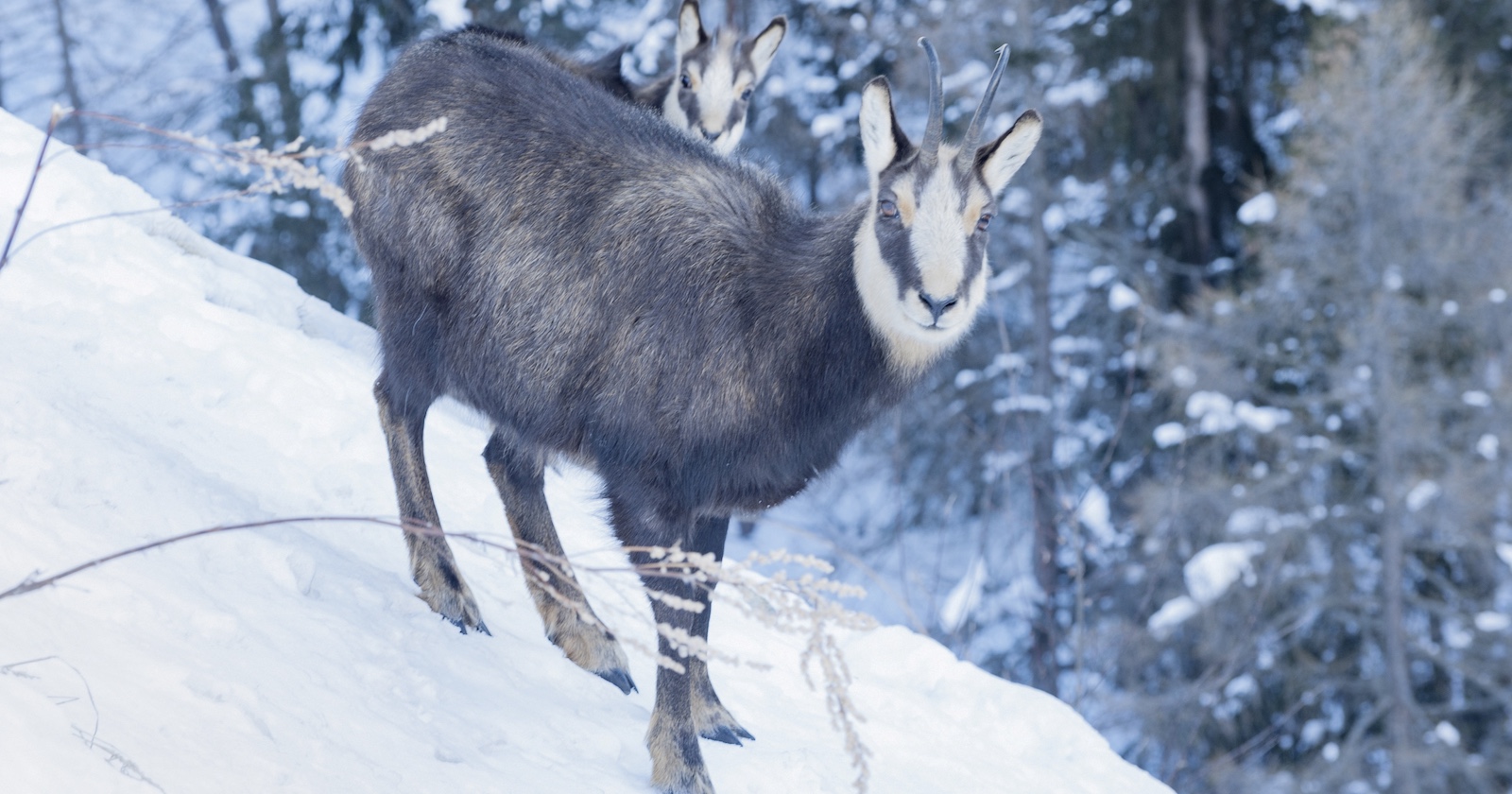 zwei Gämsen auf einem verschneiten Berghang