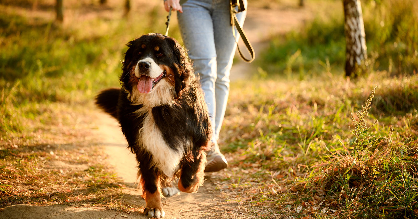 Frau geht mit Hund spazieren | Credit: iStock.com/YURY NIKALAYEU