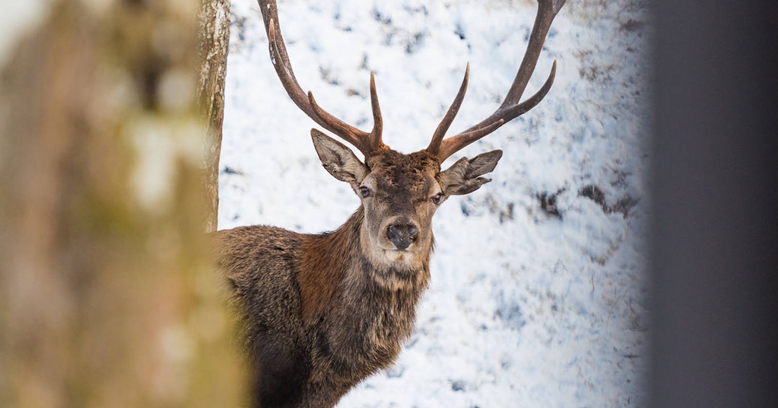 Hirsch schaut im Winterwald zwischen Bäumen hervor