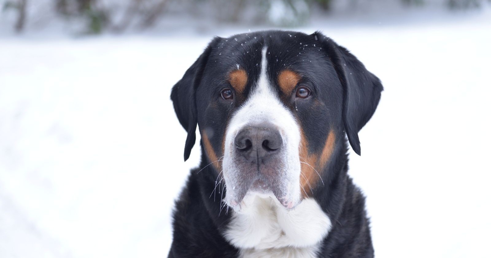 Nahaufnahme eines großen Swissydogs im Schnee mit schwarz-braun-weißem Fell und aufmerksamem Blick.