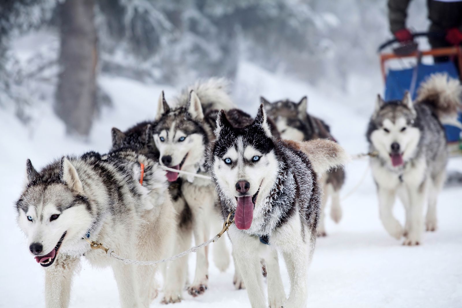 Mehrere Huskys ziehen einen Hundeschlitten durch eine verschneite Winterlandschaft; die Hunde laufen dynamisch nach vorn und ihre Felle sind leicht mit Schnee bedeckt.